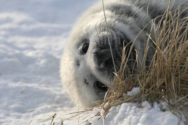 Grey Seal Halichoerus Grypus Pup Helgoland Germany — Stock Photo, Image