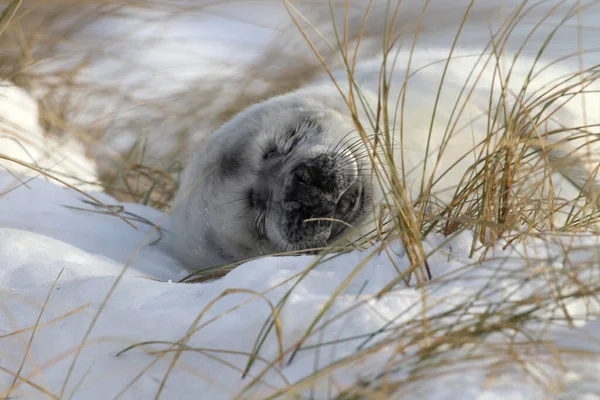 Grey Seal Halichoerus Grypus Pup Helgoland Germany — стокове фото