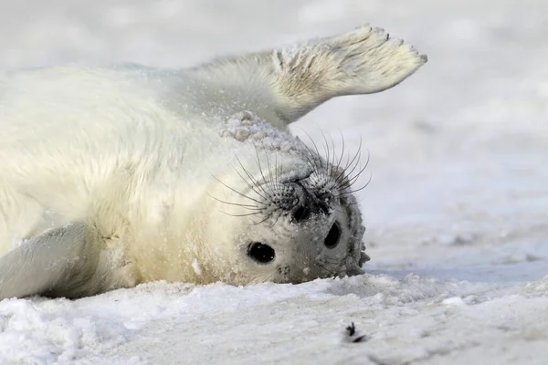 Grey Seal Halichoerus Grypus Pup Helgoland Germany — Stock Photo, Image