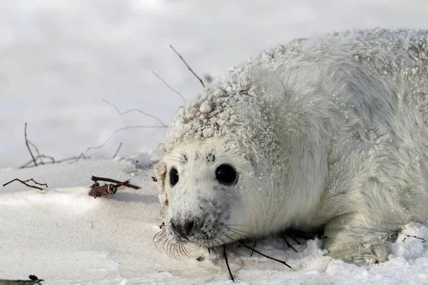 Abu Abu Segel Halichoerus Grypus Pup Helgoland Jerman — Stok Foto