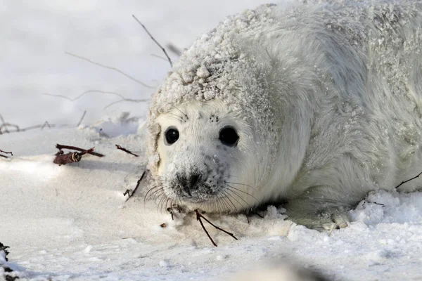 Grey Seal Halichoerus Grypus Pup Helgoland Germany — Stock Photo, Image