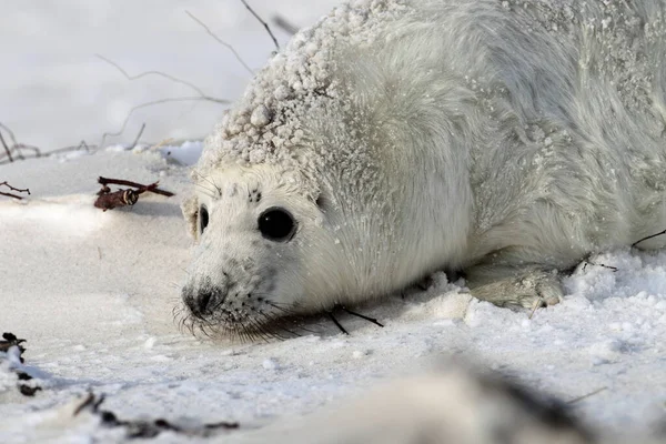 Grey Seal Halichoerus Grypus Pup Helgoland Γερμανία — Φωτογραφία Αρχείου