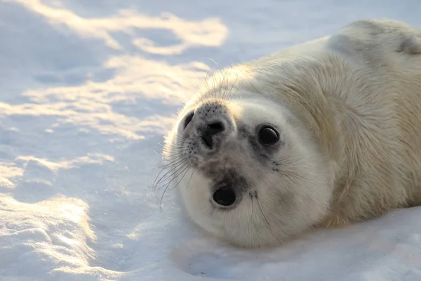 Grijze Zeehond Halichoerus Grypus Pup Helgoland Duitsland — Stockfoto