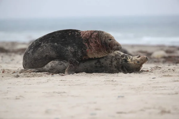 Grijze Zeehond Halichoerus Grypus Man Vrouw Paren Het Strand Eiland — Stockfoto