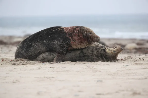 Grijze Zeehond Halichoerus Grypus Man Vrouw Paren Het Strand Eiland — Stockfoto