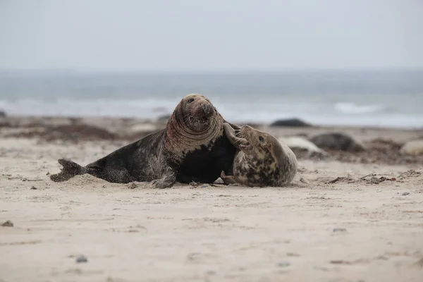 Selo Cinzento Halichoerus Grypus Acasalamento Masculino Feminino Ilha Praia Helgoland — Fotografia de Stock