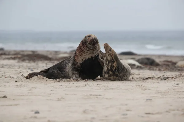 Grijze Zeehond Halichoerus Grypus Man Vrouw Paren Het Strand Eiland — Stockfoto