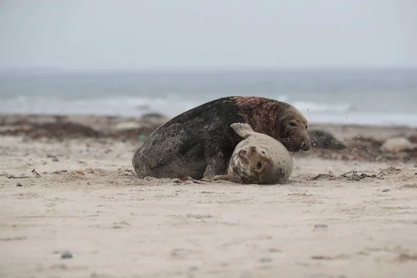 Grey Seal Halichoerus Grypus Páření Samců Samic Plážovém Ostrově Helgoland — Stock fotografie