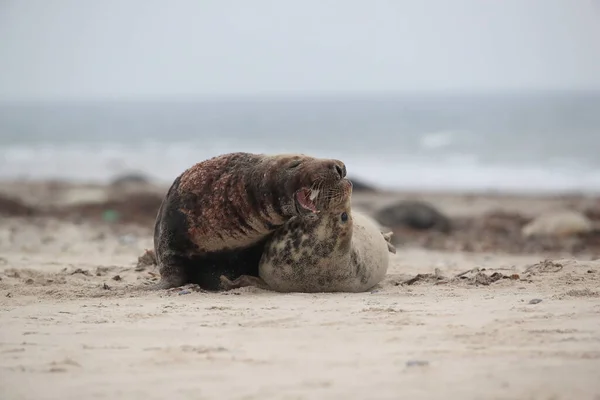 Серый Тюлень Halichoerus Grypus Мужчина Женщина Спариваются Пляже Острова Гельголанд — стоковое фото