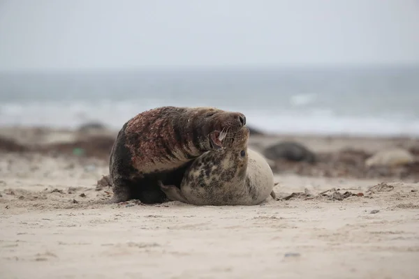 Grey Seal Halichoerus Grypus Férfi Női Párzás Helgoland Szigeten — Stock Fotó