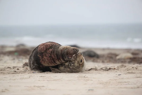 Grey Seal Halichoerus Grypus Férfi Női Párzás Helgoland Szigeten — Stock Fotó