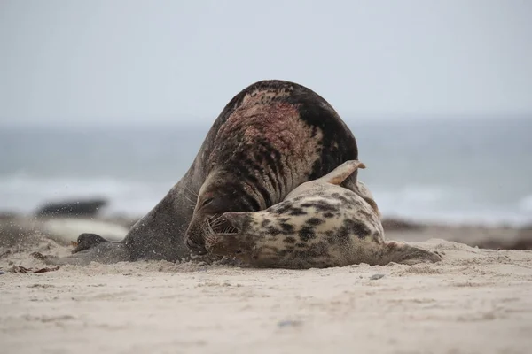 Selo Cinzento Halichoerus Grypus Acasalamento Masculino Feminino Ilha Praia Helgoland — Fotografia de Stock