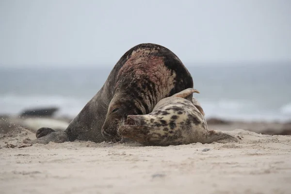 Selo Cinzento Halichoerus Grypus Acasalamento Masculino Feminino Ilha Praia Helgoland — Fotografia de Stock