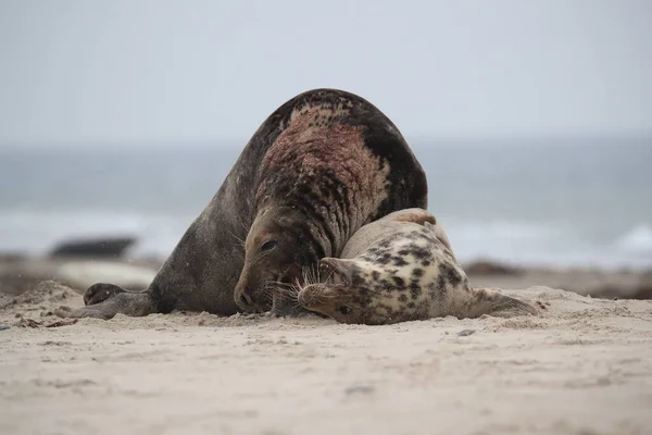 Grijze Zeehond Halichoerus Grypus Man Vrouw Paren Het Strand Eiland — Stockfoto