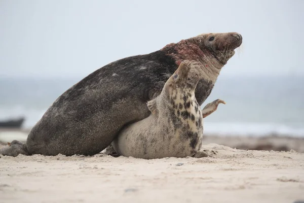 Foca Gris Halichoerus Grypus Apareamiento Masculino Femenino Isla Playa Helgoland — Foto de Stock