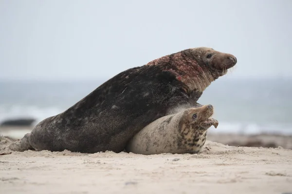 德国黑尔戈兰岛的灰海豹 Halichoerus Grypus 雄性和雌性交配 — 图库照片