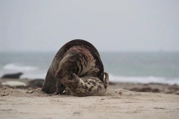 Grijze Zeehond Halichoerus Grypus Man Vrouw Paren Het Strand Eiland — Stockfoto