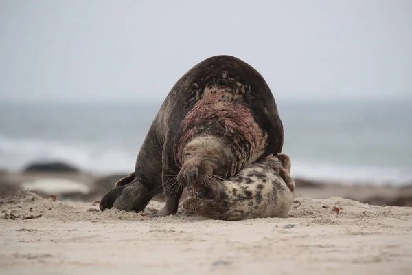 Grijze Zeehond Halichoerus Grypus Man Vrouw Paren Het Strand Eiland — Stockfoto