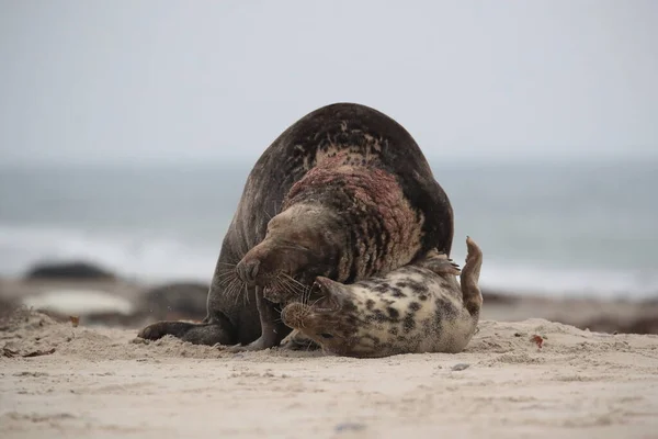 Grijze Zeehond Halichoerus Grypus Man Vrouw Paren Het Strand Eiland — Stockfoto