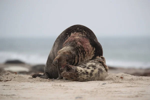 Grijze Zeehond Halichoerus Grypus Man Vrouw Paren Het Strand Eiland — Stockfoto