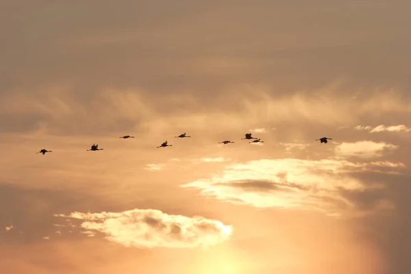 Σιλουέτες Cranes Grus Grus Στο Sunset Baltic Sea Γερμανία — Φωτογραφία Αρχείου