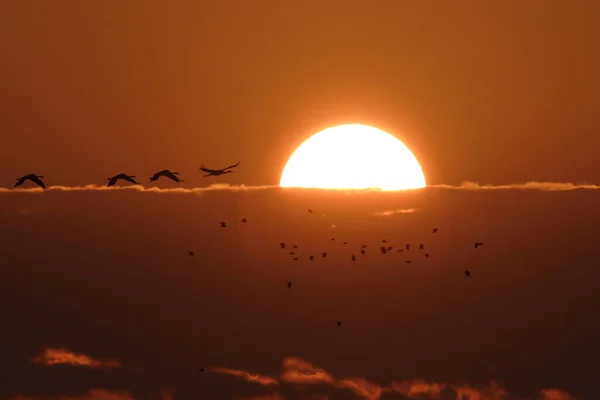 Σιλουέτες Cranes Grus Grus Στο Sunset Baltic Sea Γερμανία — Φωτογραφία Αρχείου