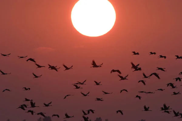 Silhouetten Von Kranichen Grus Grus Bei Sonnenuntergang Der Ostsee Deutschland — Stockfoto