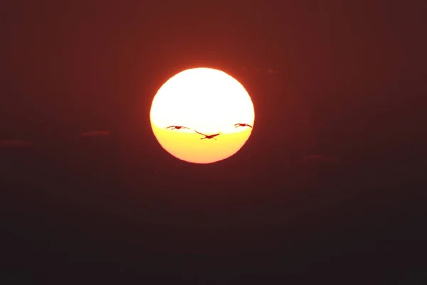 Silhouetten Von Kranichen Grus Grus Bei Sonnenuntergang Der Ostsee Deutschland — Stockfoto