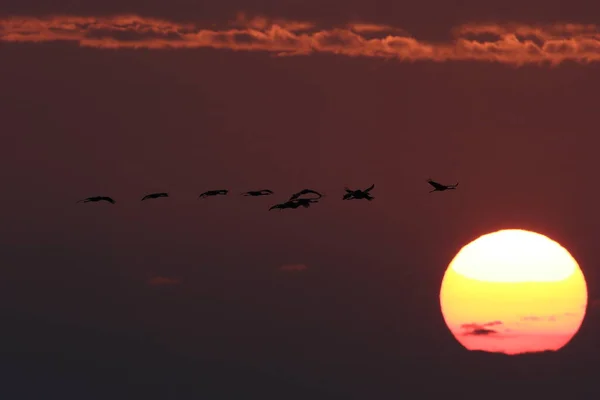 Σιλουέτες Cranes Grus Grus Στο Sunset Baltic Sea Γερμανία — Φωτογραφία Αρχείου