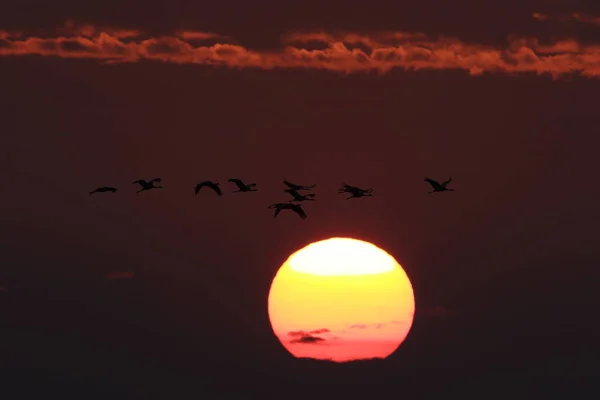 Silhouettes Cranes Grus Grus Sunset Baltic Sea Germany — стоковое фото