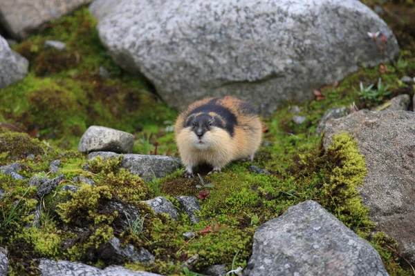 Lemming eating hi-res stock photography and images - Alamy