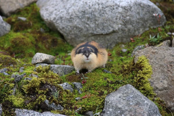 Lemming Noruego Hábitat Natural Jotunheimen Noruega —  Fotos de Stock