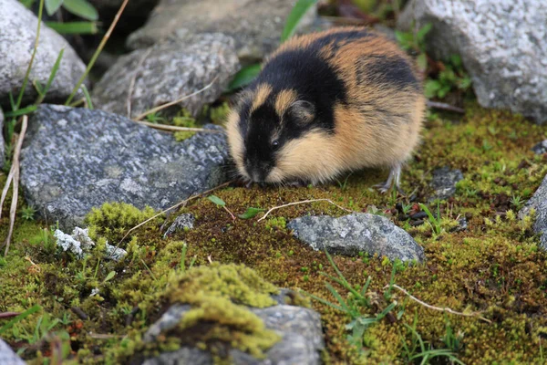 Lemming eating hi-res stock photography and images - Alamy