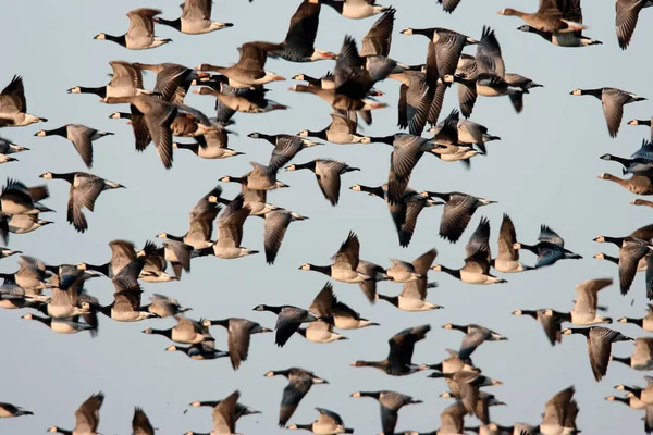 Barnacle Goos Branta Leucopsis Zingst Germany — ストック写真