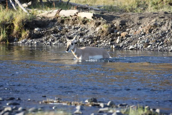 Pronghorn Wyoming Parque Nacional Yellowstone — Fotografia de Stock