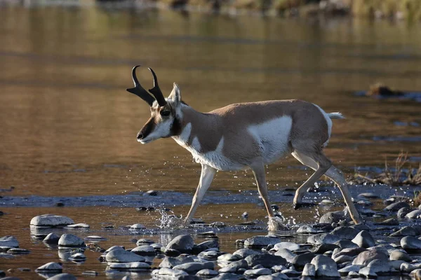 Pronghorn Wyoming Yellowstone National Park — стокове фото