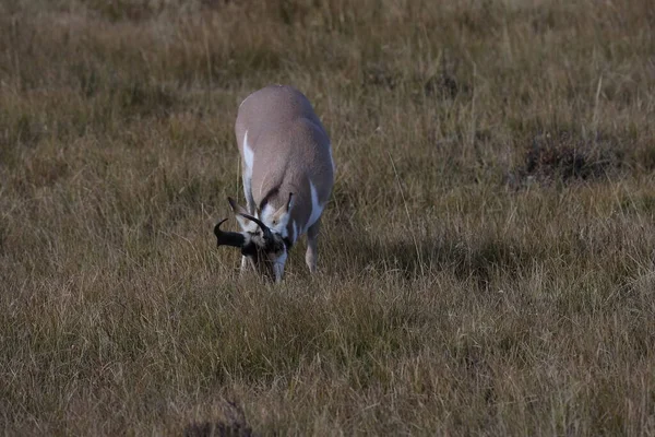 Pronghorn Wyoming Parque Nacional Yellowstone —  Fotos de Stock