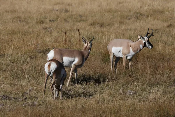 Pronghorn Wyoming Parque Nacional Yellowstone — Foto de Stock