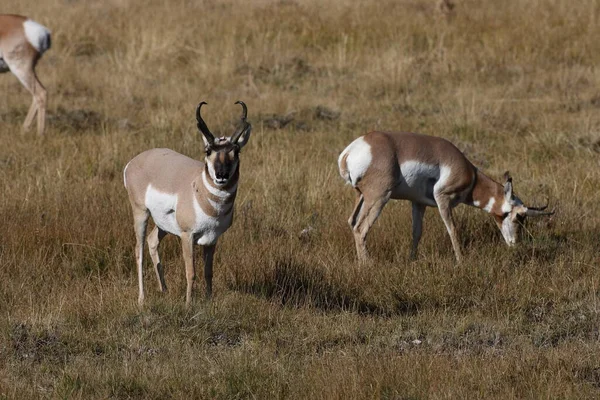 Pronghorn Wyoming Parque Nacional Yellowstone — Fotografia de Stock