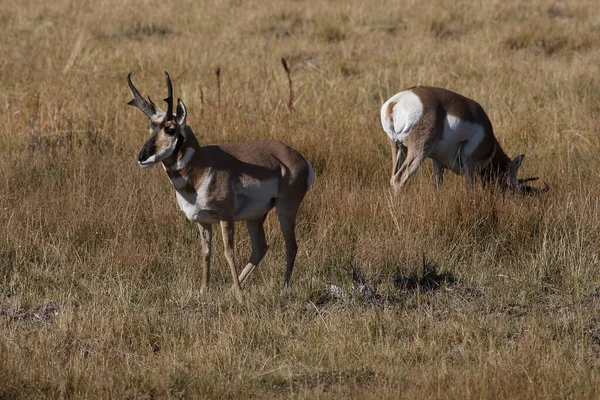 Pronghorn Wyoming Parque Nacional Yellowstone —  Fotos de Stock