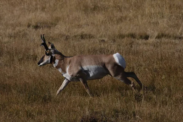 Pronghorn Wyoming Parco Nazionale Yellowstone — Foto Stock