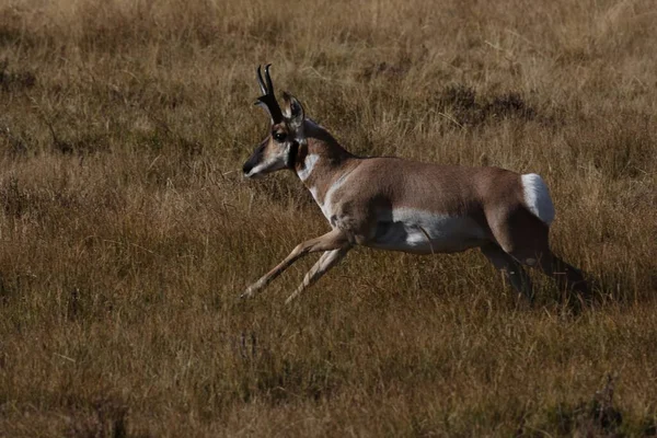 Pronghorn Wyoming Yellowstone National Park — стокове фото