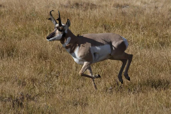 Pronghorn Wyoming Parque Nacional Yellowstone —  Fotos de Stock