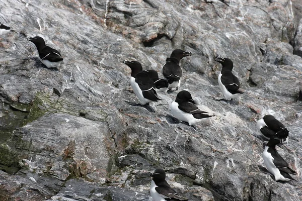 Razorbill Alca Torda Runde Sziget Norway — Stock Fotó