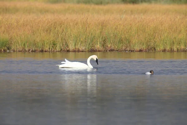 Trumpeter Swan Cygnus Buccinator Nadando Teton —  Fotos de Stock