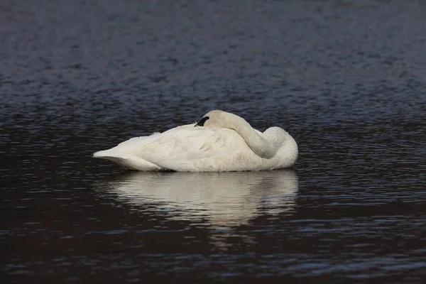 Cisne Trompetista Cygnus Buccinator Teton Eua — Fotografia de Stock