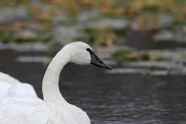 Trombettiere Swan Cygnus Buccinator Teton Usa — Foto Stock