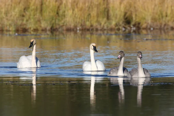 Familie Des Trompeterschwans Cygnus Buccinator Schwimmt Teton Usa — Stockfoto