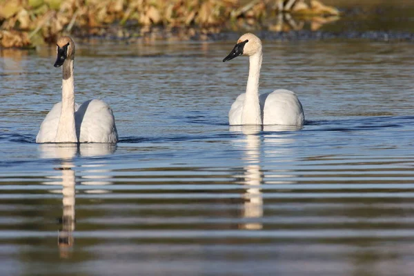 Familie Des Trompeterschwans Cygnus Buccinator Schwimmt Teton Usa — Stockfoto