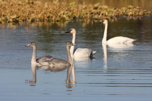 Familie Des Trompeterschwans Cygnus Buccinator Schwimmt Teton Usa — Stockfoto